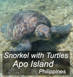 Apo Island