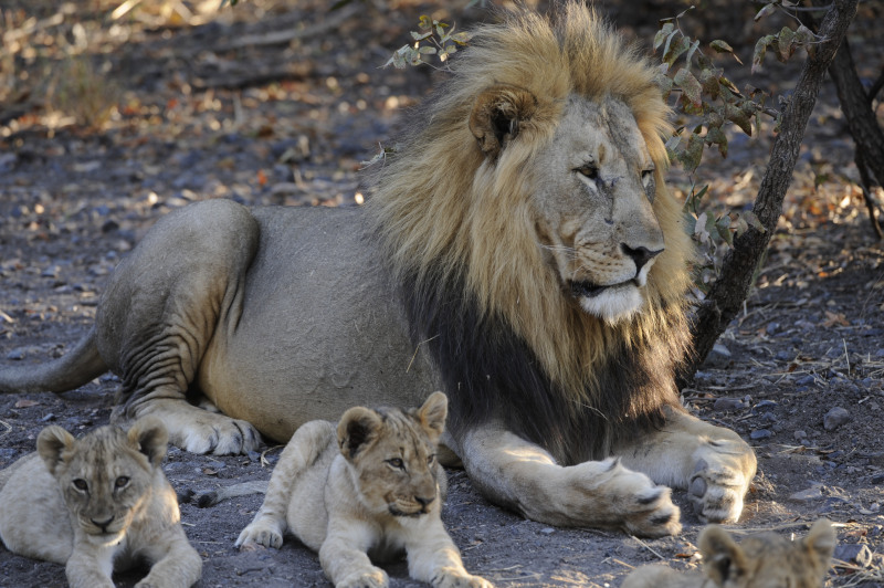 Etosha National Park Namibia