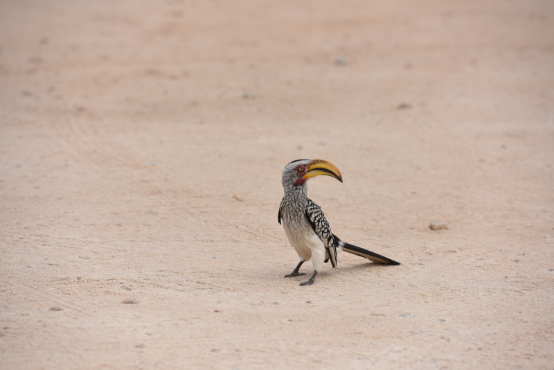 Etosha National Park Namibia