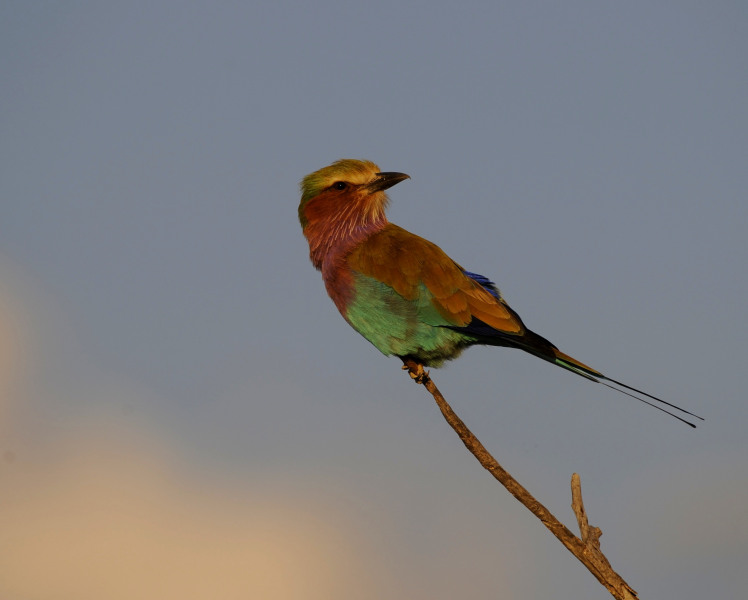 Etosha National Park Namibia