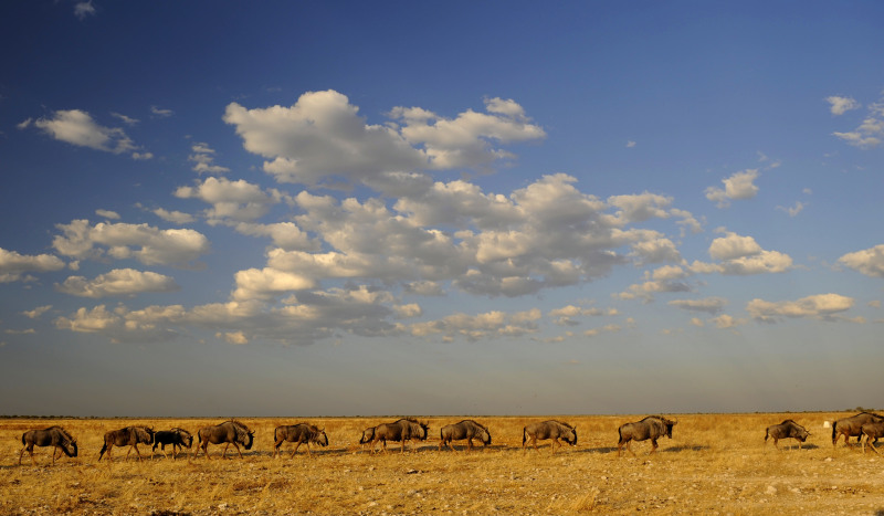 Etosha National Park Namibia