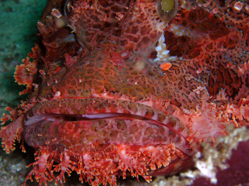 Scuba Diving Mozambique