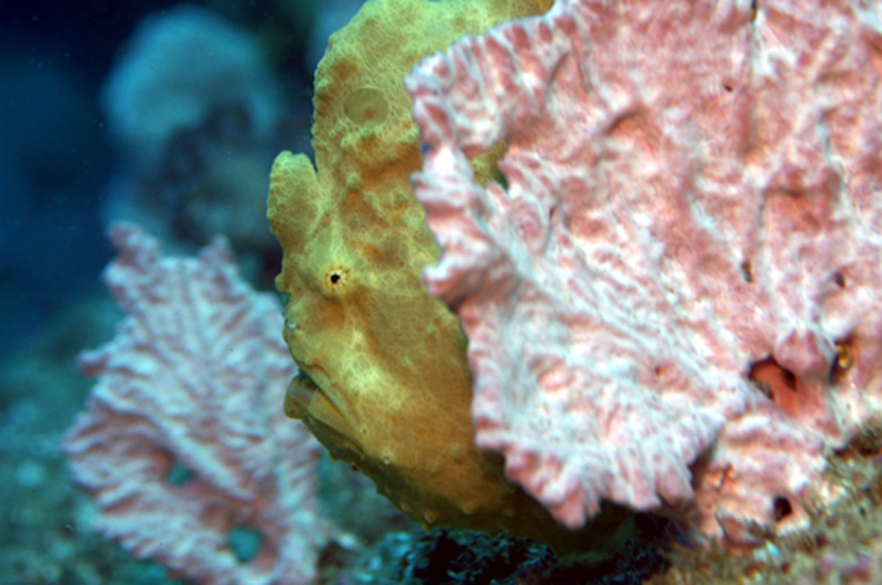 Scuba Diving Mozambique