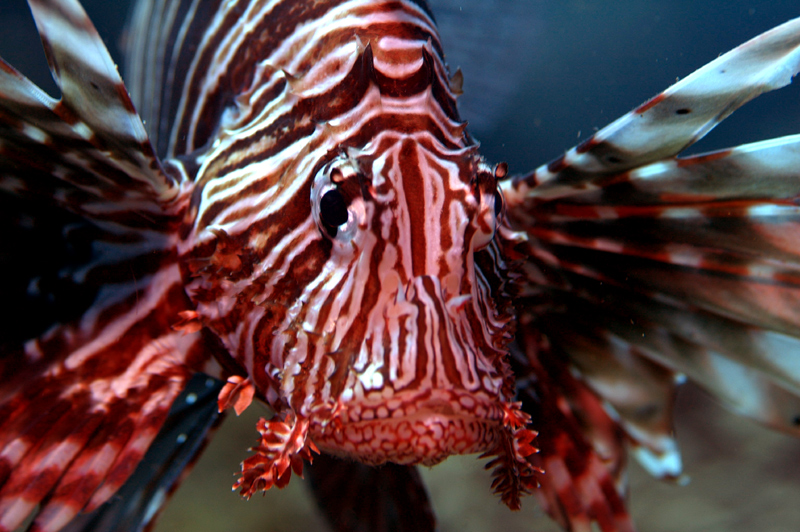 Scuba Diving Mozambique