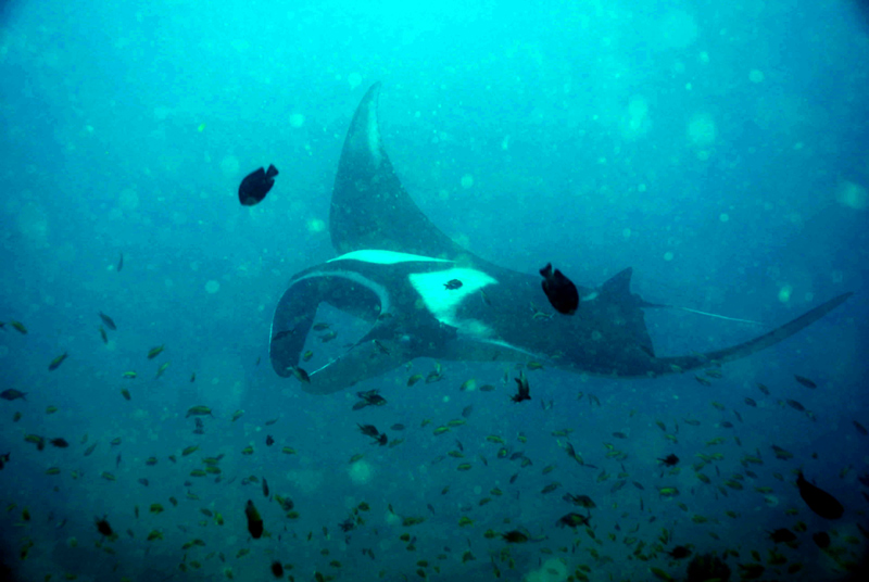 Scuba Diving Mozambique