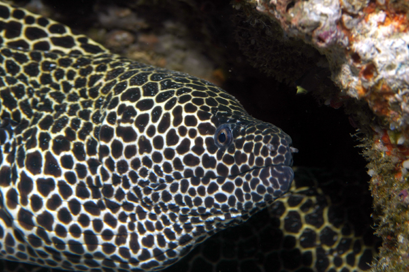 Scuba Diving Mozambique