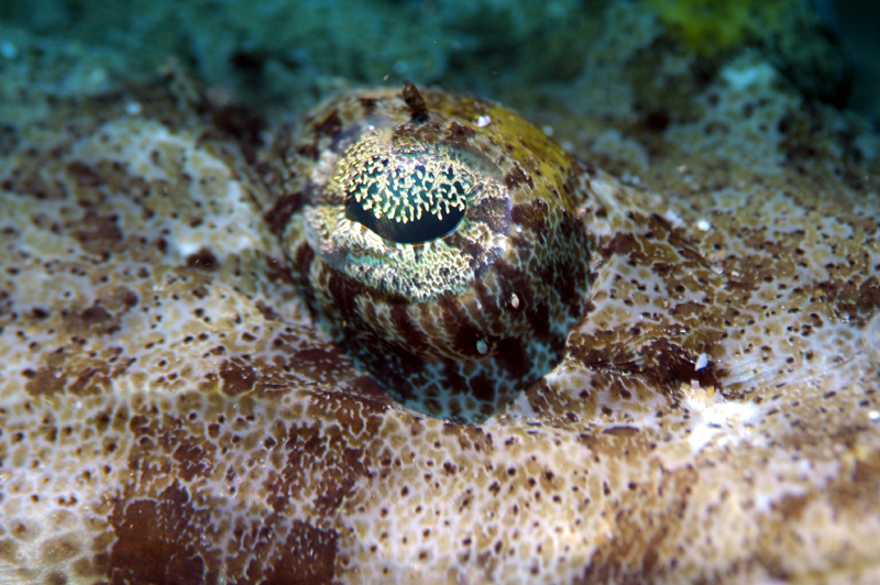 Scuba Diving Mozambique