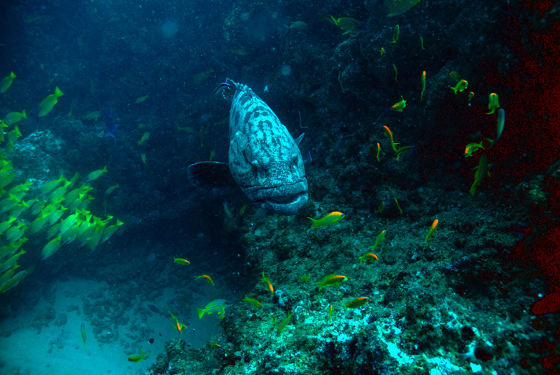 Scuba Diving Mozambique