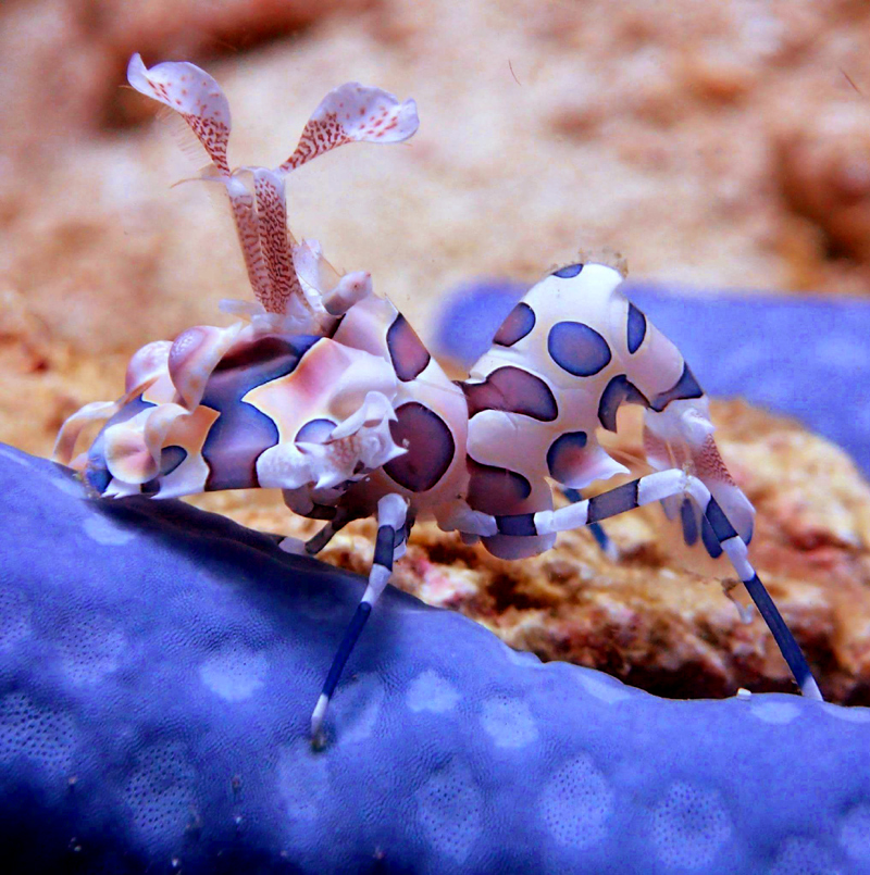 Scuba Diving Mozambique