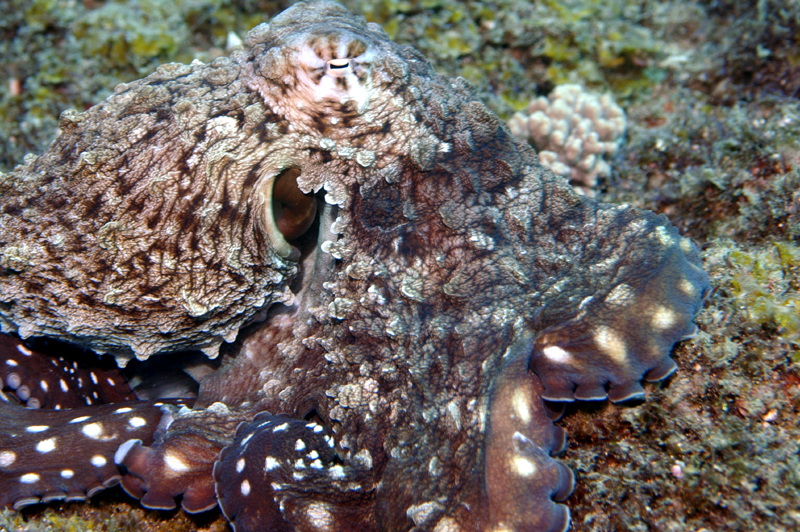 Scuba Diving Mozambique