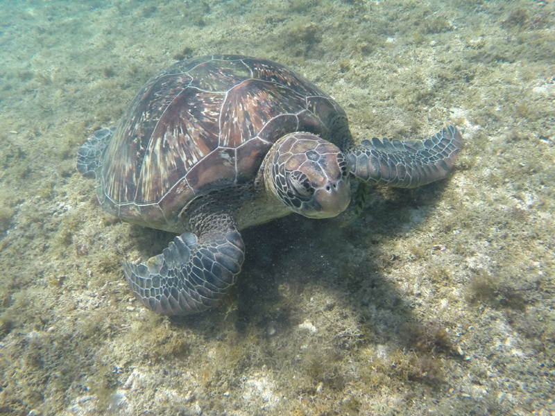 Scuba Diving Mozambique