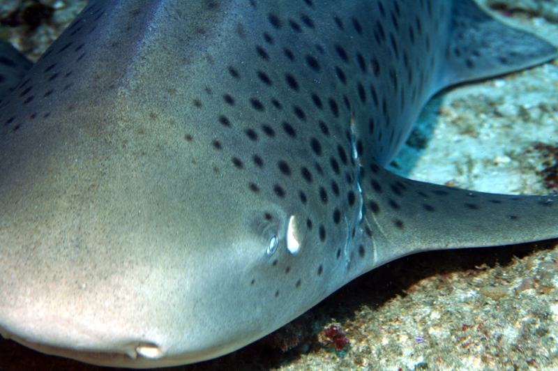 Scuba Diving Mozambique