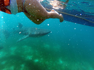 Whalesharks Philippines