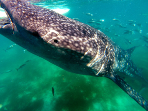 Whalesharks Philippines