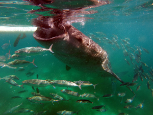 Whalesharks Philippines