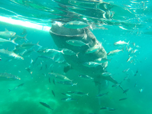 Whalesharks Philippines